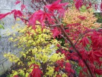 'deshojo', 'orange dream' et 'katsura'