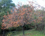 IMG_0659.JPG
