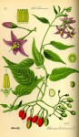 Illustration_Solanum_dulcamara0.jpg