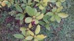 rhododendron.jpg