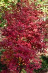 palmatum type nov.jpg