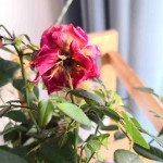 IMG_20191115_112135_compress86.jpg