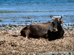 Vache race corse.jpeg