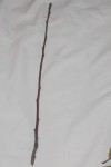Rameau effeuillé-679.JPG