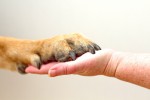 pattes-chien-full-13203679.jpg