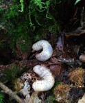 Lacher de Nasicornis F2.jpg