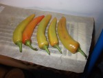 Piments 231119.JPG