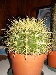 ECHINOCEREUS DEDEMBRE 2008 (1).JPG