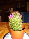 MAMMILLARIA  (2) DECEMBRE 2008.JPG