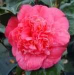 C._japonicafilla_de_tollo_flor1_16-Filla_de_Tollo.jpg