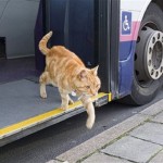 un-chat-prend-le-bus-tout-seul.jpg
