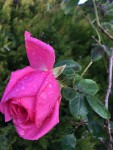 IMG_5358.JPG