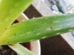aloe 2.jpg