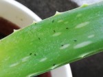 aloe insects.jpg