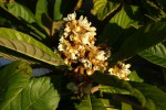 Bibassier (Eriobotrya japonica) 2019.jpg