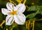 Solanum de bonariensis, fleur  2019  .JPG