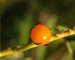 Solanum de bonariensis fruit 2019.JPG