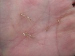 graines-pennisetum-graminee.jpg