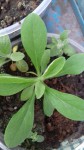 plantule1.jpg