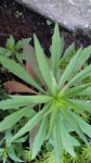 plantule2.jpg