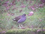 Oiseau 17 12 19 018.jpg