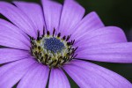 Fleur 2018-06-30 03.jpg