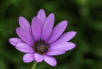Fleur 2018-06-30 05.jpg