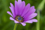 Fleur FC04.jpg
