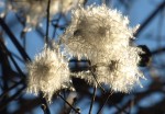 Clematis vitalba.JPG