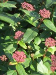 IMG_5443.JPG