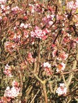 IMG_5446.JPG