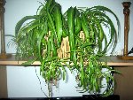 IMG_1538.JPG