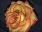 57EEE4DC-205A-4921-8D6D-B3F74EFDA42B.jpeg