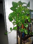 IMG_1539.JPG