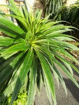 Plante dinard