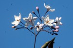 Solanum j.-754.JPG