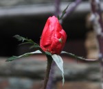 IMG_0761.JPG