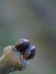 Bourgeons.JPG
