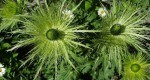 Panicaut des Alpes.jpg