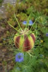 Nigelle de Damas.jpg