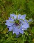 Nigelle de Damas 2.jpg