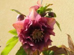 IMG_0195 Hellebore Zeph_001.JPG