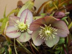 IMGP7962 Hellebore_001.JPG