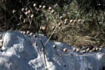 Spontanée de garrigue-772.JPG