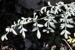 Spontanée de garrigue-773.JPG