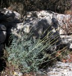 Spontanée de garrigue-770.JPG