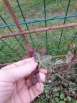 Photo lierre 1