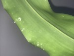 CDA5057E-EC9C-40E7-A71F-CB42675846D9.jpeg