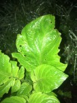 IMG_5131.JPG