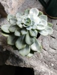 succulente.jpg